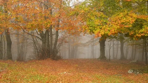 The beech forest in autumn with fog Stock Footage 135447350