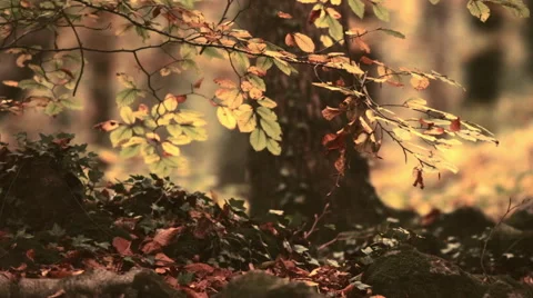 Beech forest in autumn Stock Footage 64238204