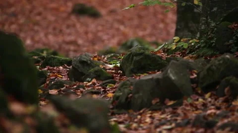 Beech forest in autumn Stock Footage 64238242