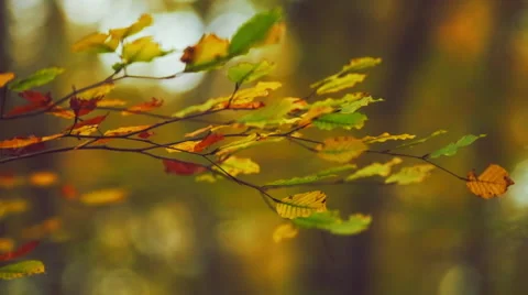 Beech forest in autumn Stock Footage 64238333