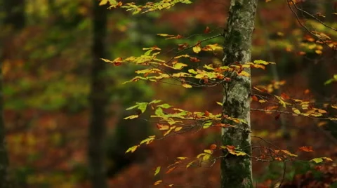 Beech forest in autumn Stock Footage 64238375