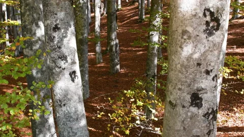 Beech forest in autumn. Stock Footage 219482269