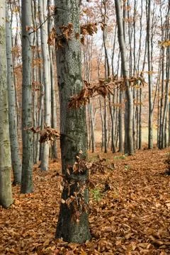 Beech forest in autumn Stock Photos