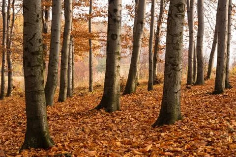 Beech forest in autumn Stock Photos