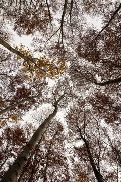 Beech forest in autumn Stock Photos