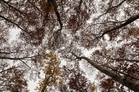 Beech forest in autumn Stock Photos
