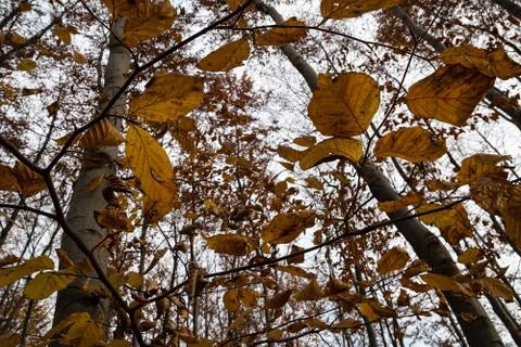 Beech forest in autumn Stock Photos