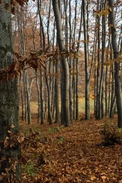 Beech forest in autumn Stock Photos