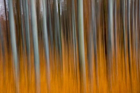 Beech forest in autumn Stock Photos