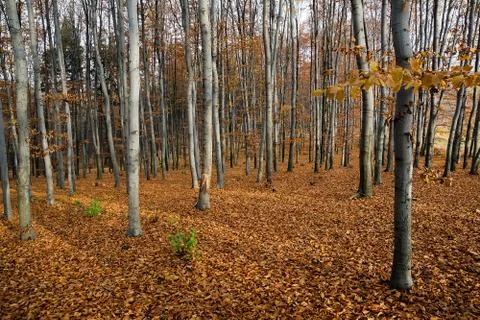 Beech forest in autumn Stock Photos