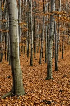 Beech forest in autumn Stock Photos