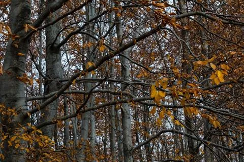 Beech forest in autumn Stock Photos