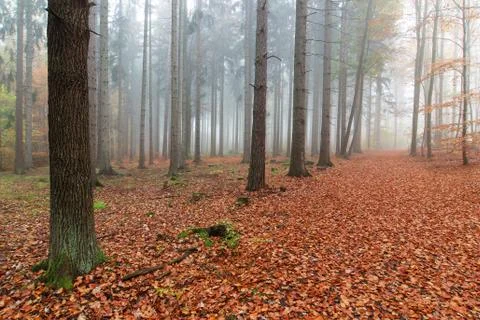 Beech forest in autumn Foto stock