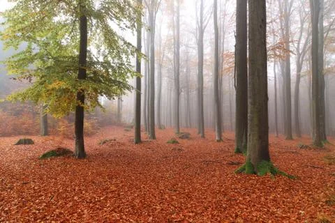 Beech forest in autumn Fotos Stock