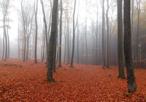 Beech forest in autumn Stock Photos