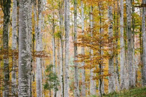 Beech forest in autumn Stock Photos