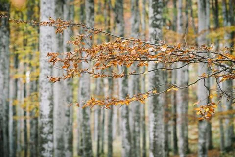 Beech forest in autumn Stock Photos