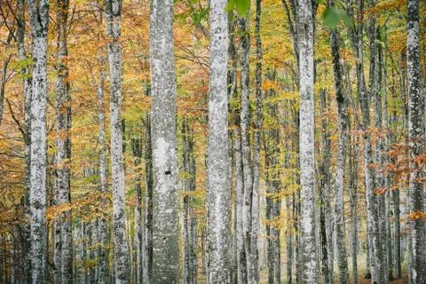 Beech forest in autumn Stock Photos