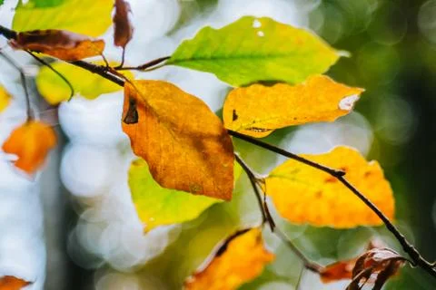 Beech forest in autumn Stock Photos