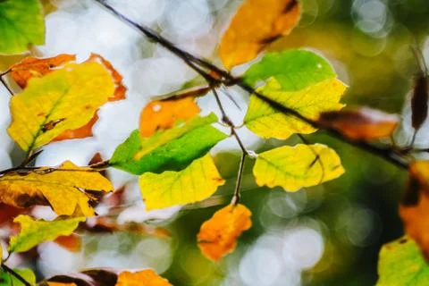 Beech forest in autumn Stock Photos