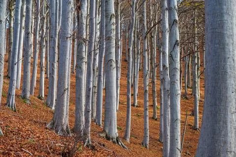 Beech forest in autumn Stock Photos