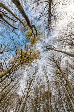 Beech forest in autumn Stock Photos