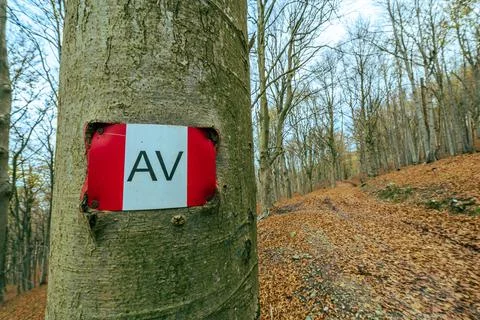 Beech forest in autumn 写真素材