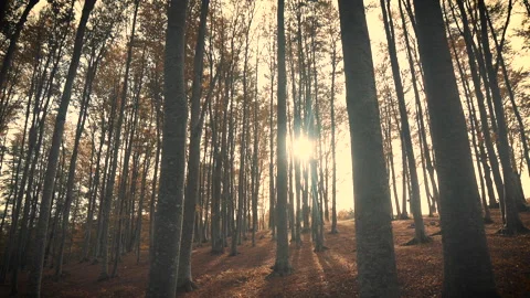 Beech forest in autumn with sun rays Stock Footage 151937884