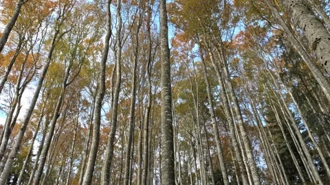 Beech forest in autumn sunlight, cinematic parallax movement, 4K Stock-Footage 320155010