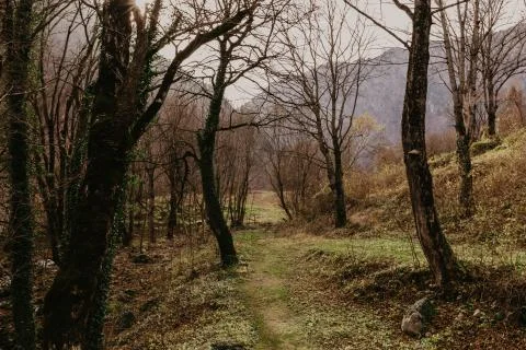 Beech forest in autumn time Stock Photos