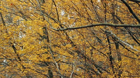Beech forest at autumn waving on light wind Stock Footage 43969124