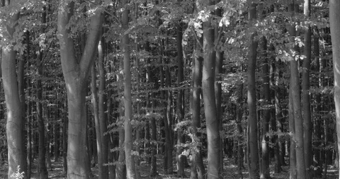 The beech forest - black and withe shot  - camera pan Vidéo 104959175