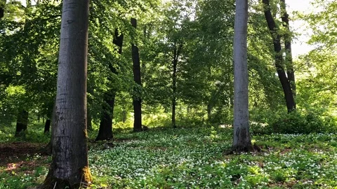 Beech forest with blooming ramsons in spring (panning shot, 2K) 库存影片 89144199