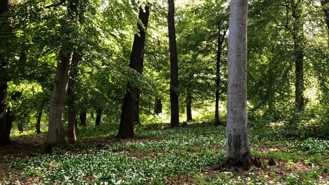 Beech forest with blooming ramsons in spring (2K, clip #1) 库存影片 89263395