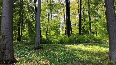 Beech forest with blooming ramsons in spring (2K, clip #2) 库存影片 89263421