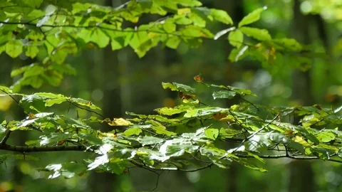 Beech Forest Branches with Leaves in Early Fall Stock Footage 69984708
