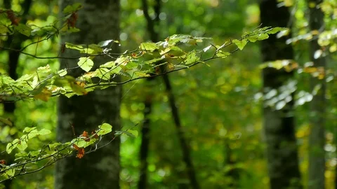 Beech Forest Branches with Leaves in Early Fall Stock Footage 69985085