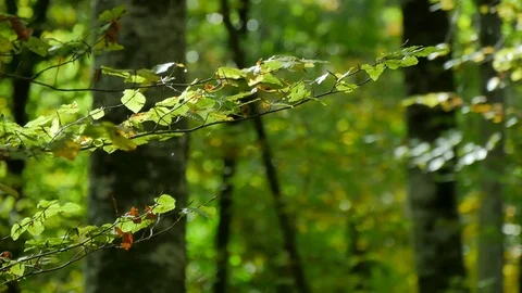 Beech Forest Branches with Leaves in Early Fall Video stock 80541453