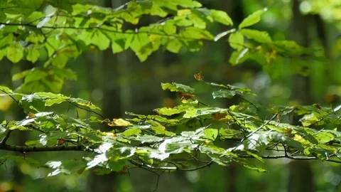 Beech Forest Branches with Leaves in Early Fall Video stock 80541477