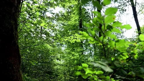 In the beech forest with camera pan 4k 30fps video Video stock 280247049
