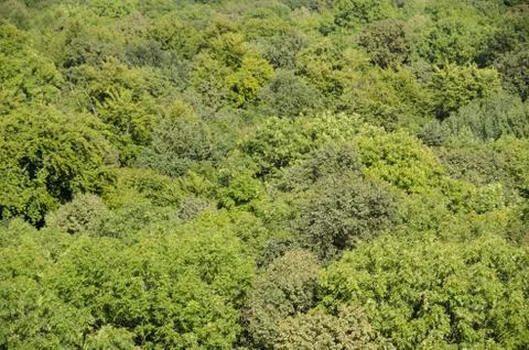 Beech forest canopy as seen from above Stock Photos