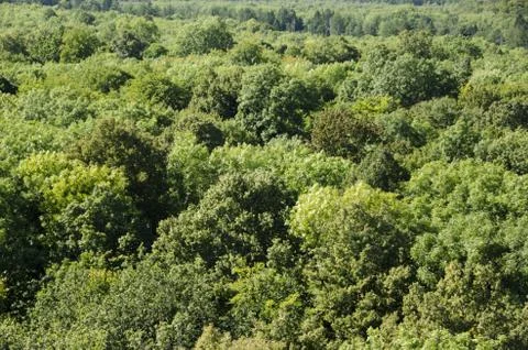Beech forest canopy as seen from above Stock Photos