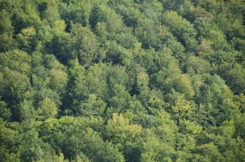 Beech forest canopy as seen from above Stock Photos