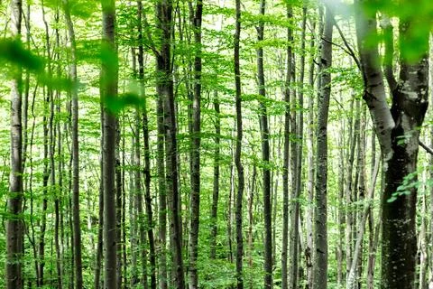 Beech forest in the Carpathians, old big trees.... beech forest in the Carpat Foto stock