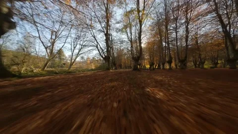 Beech Forest CINEMATIC PFV 4K - UHD - HDR Stock Footage 231234418