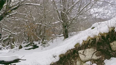 Beech forest covered by snow Stock Footage 146233382