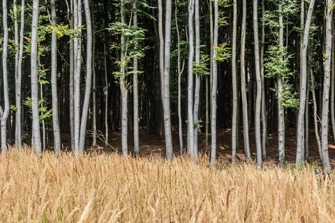 Beech forest in the Czech Republic Stock Photos