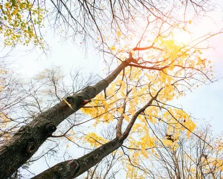 Beech forest in the damp autumn Stock Photos