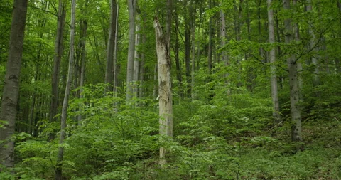 Beech Forest with a Dead Snag in a Polish Nature Reserve Stock Footage 315945177