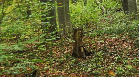 Beech forest in early autumn. Stock Footage 43386660